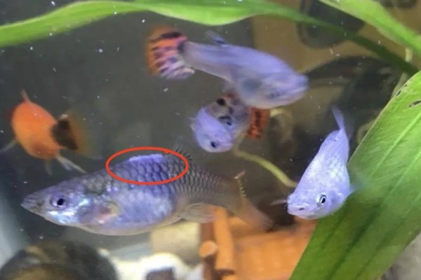 孔雀鱼身上发白腐烂会传染吗，一般情况下是不会传染