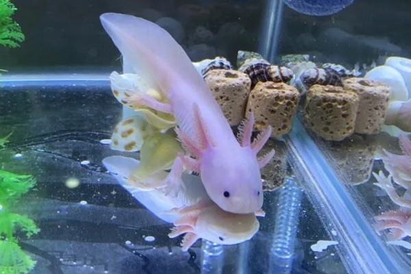 六角龙鱼的饲养方法，可以在弱酸及中性的水中生长