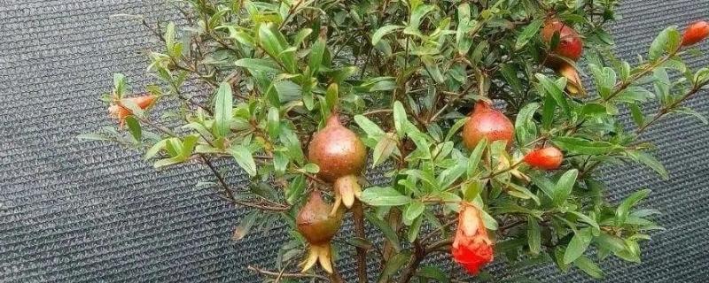 盆栽石榴树如何催芽，合理的光照可催芽