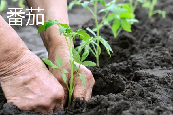 立春适合种哪些蔬菜，番茄、辣椒、萝卜都可以选择