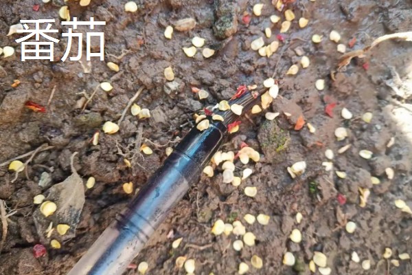 立春适合种哪些蔬菜，番茄、辣椒、萝卜都可以选择