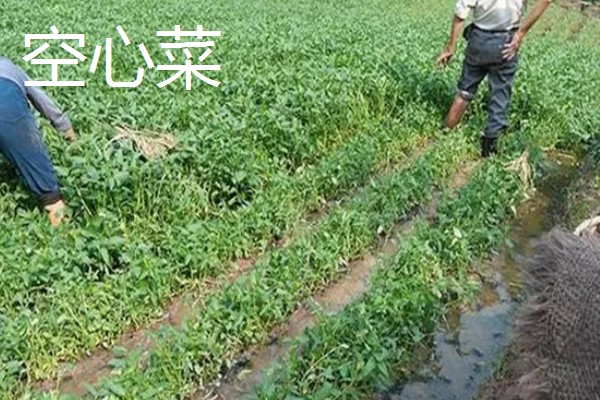 立春适合种哪些蔬菜，番茄、辣椒、萝卜都可以选择