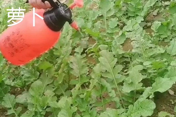 立春适合种哪些蔬菜，番茄、辣椒、萝卜都可以选择