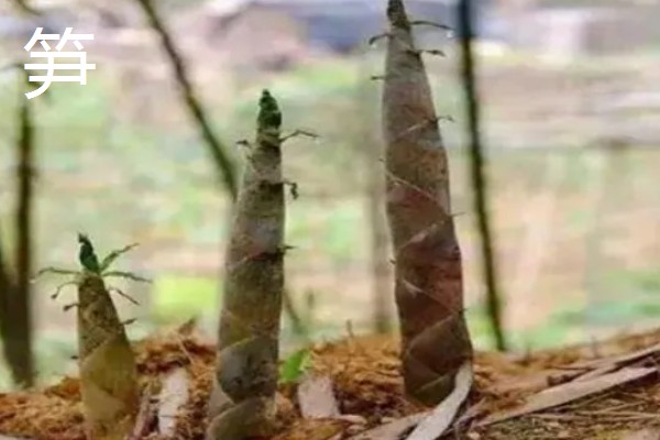 立春适合种哪些蔬菜，番茄、辣椒、萝卜都可以选择
