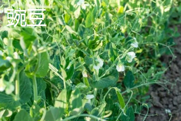 立春适合种哪些蔬菜，番茄、辣椒、萝卜都可以选择
