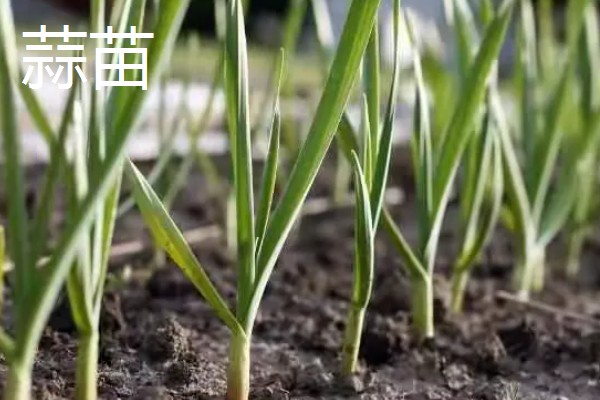 立春适合种哪些蔬菜，番茄、辣椒、萝卜都可以选择