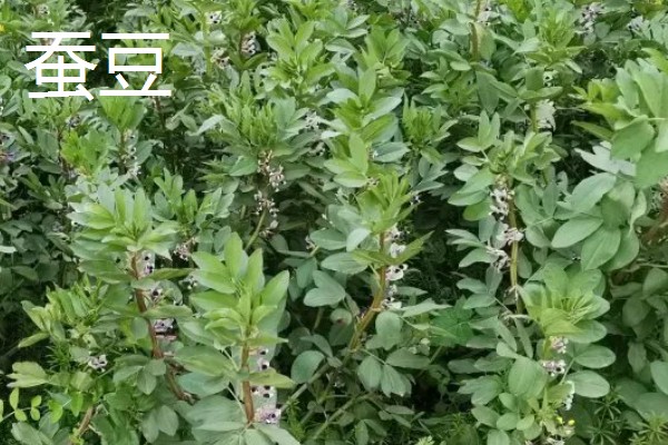 立春适合种哪些蔬菜，番茄、辣椒、萝卜都可以选择