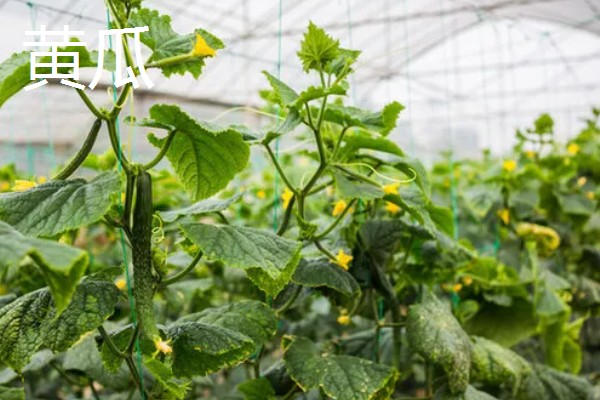 立春适合种哪些蔬菜，番茄、辣椒、萝卜都可以选择
