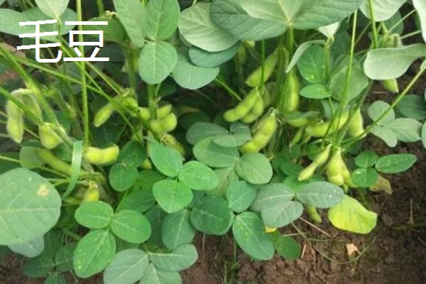 立春适合种哪些蔬菜，番茄、辣椒、萝卜都可以选择