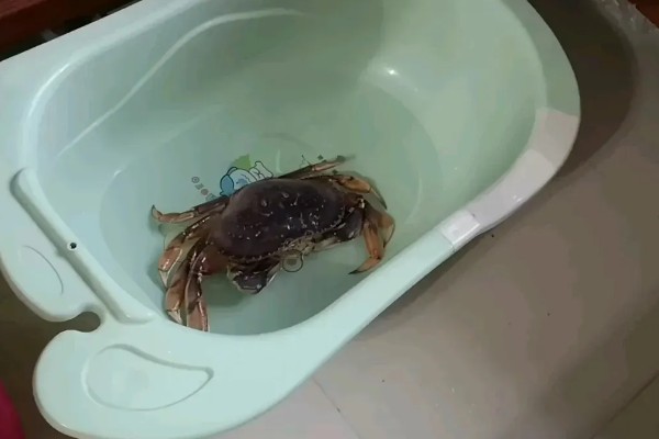 螃蟹长得快不快,可以快速生长