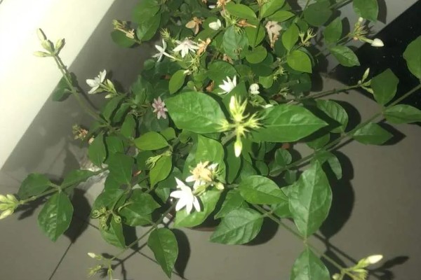 毛茉莉的价值,可净化空气