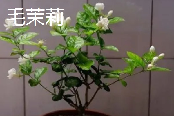 毛茉莉的价值,可净化空气