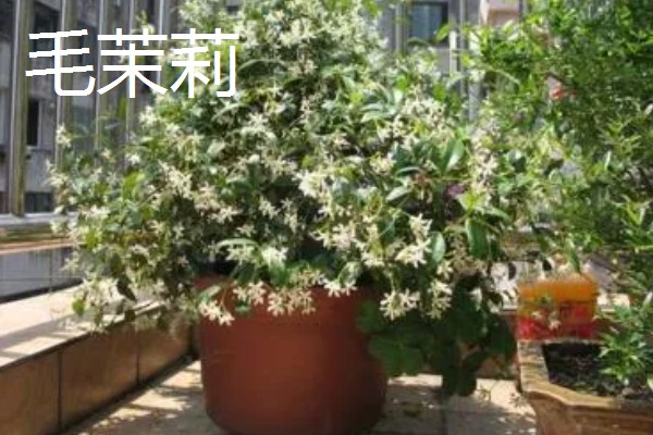 毛茉莉的价值,可净化空气