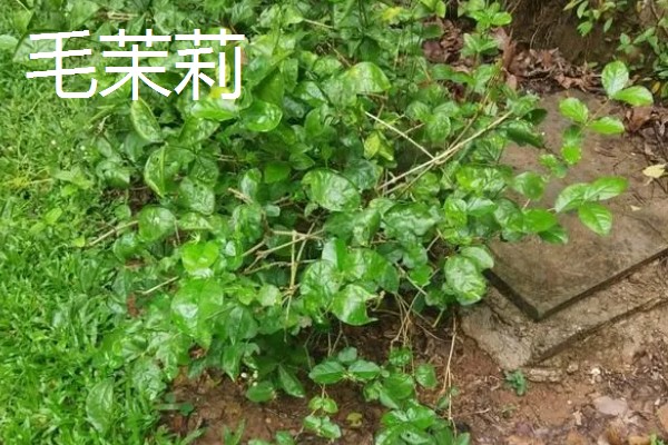 毛茉莉的价值,可净化空气