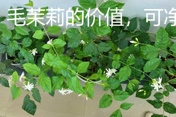 毛茉莉的价值,可净化空气