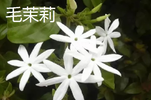 毛茉莉的价值,可净化空气