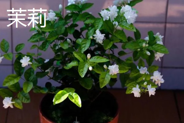 毛茉莉的价值,可净化空气