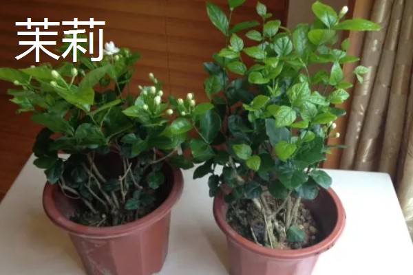 毛茉莉的价值,可净化空气