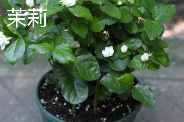 毛茉莉的价值,可净化空气
