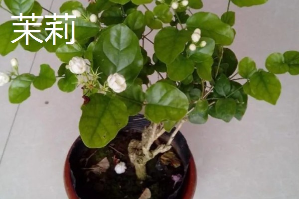 毛茉莉的价值,可净化空气