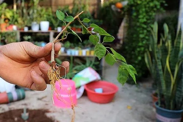 蓝花楹的繁殖方法,扦插枝条是常用方式