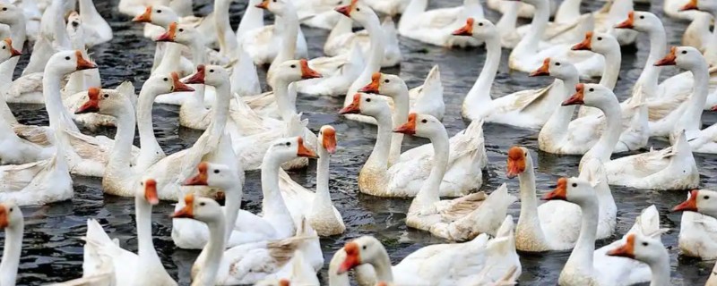 养鹅有什么好用的中草药，姜黄、青蒿、金银花等药物可以防治疾病