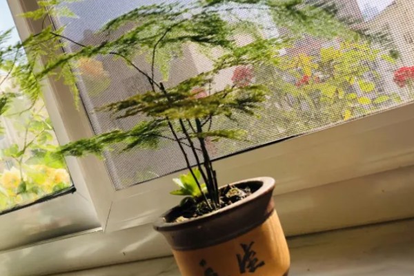 为什么文竹会发黄，可能是光照过强所致