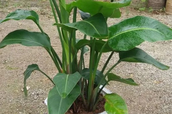 天堂鸟叶子发黄的原因，养护期间直接向叶片浇水