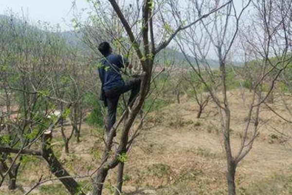 板栗对生长环境有什么要求,喜欢在光照充足的地方生长
