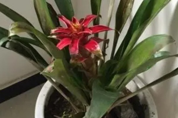 鸿运当头花怎么养,其喜肥且耐肥