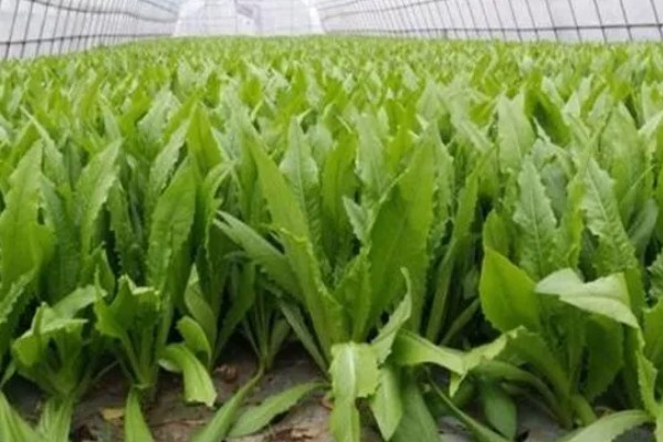 夏天能种油麦菜吗,一般春秋两季露天种植