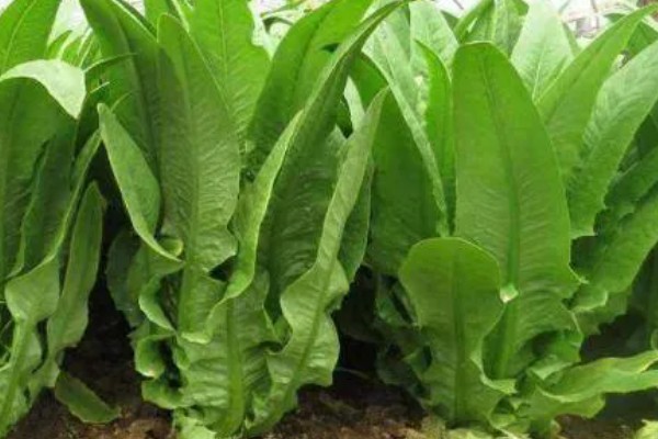 夏天能种油麦菜吗,一般春秋两季露天种植