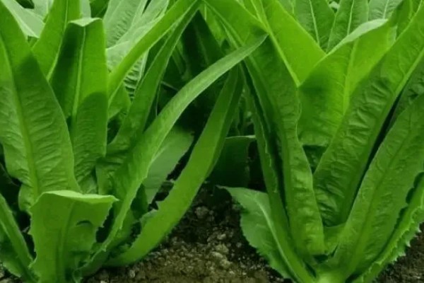 夏天能种油麦菜吗,一般春秋两季露天种植