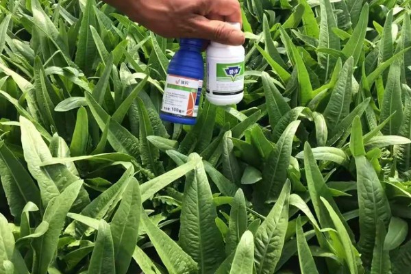 夏天能种油麦菜吗,一般春秋两季露天种植