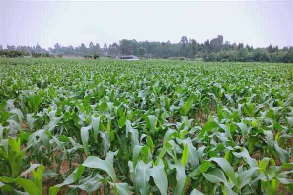 东单1331的种植密度,每亩3500-4500株