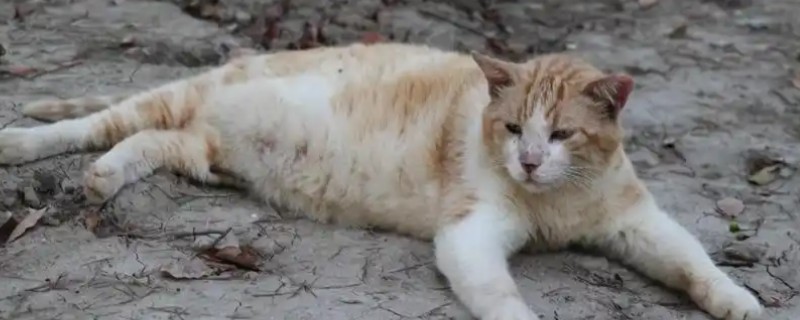 猫咪缺乏维生素的常见症状，表现为视力下降、毛发干枯等