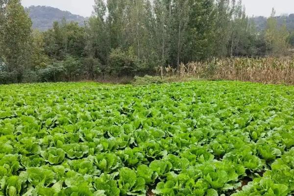 白菜不长是怎么回事,可能是温湿度不适宜