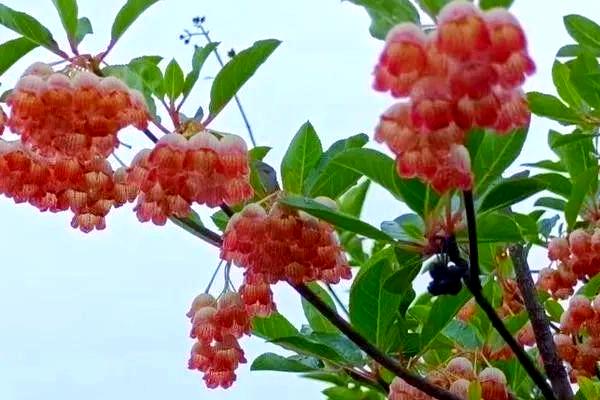 日本吊钟怎么养殖，每周给植株浇2-3次水