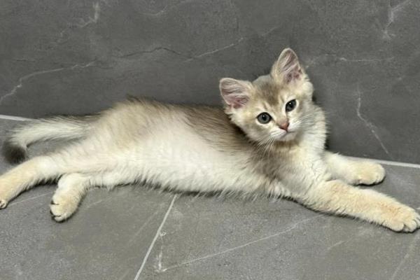 猫越来越瘦了的原因，可能是感染了寄生虫