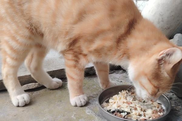 猫越来越瘦了的原因，可能是感染了寄生虫