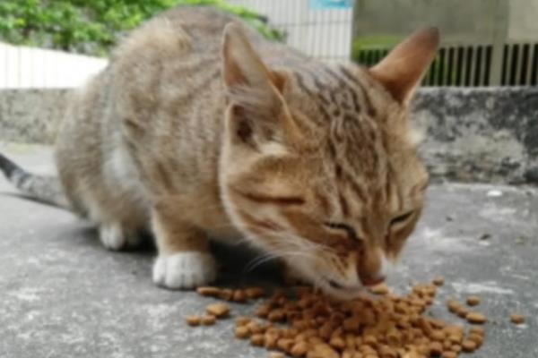 猫越来越瘦了的原因，可能是感染了寄生虫