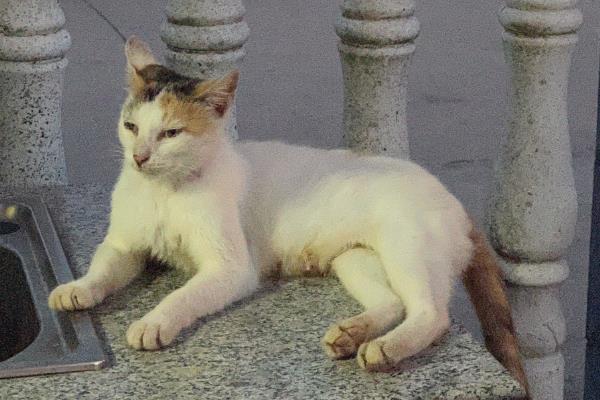 猫越来越瘦了的原因，可能是感染了寄生虫