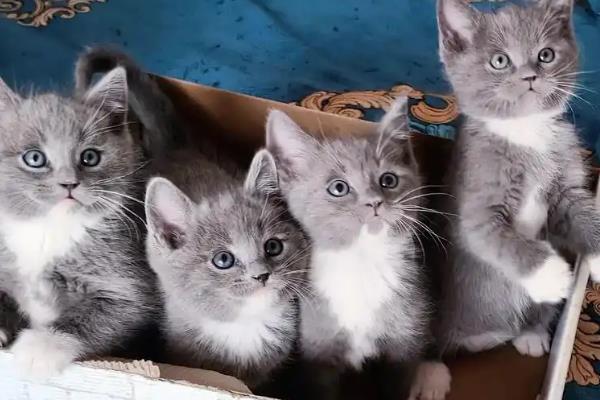 猫越来越瘦了的原因，可能是感染了寄生虫