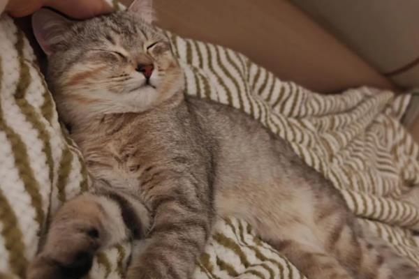 猫越来越瘦了的原因，可能是感染了寄生虫