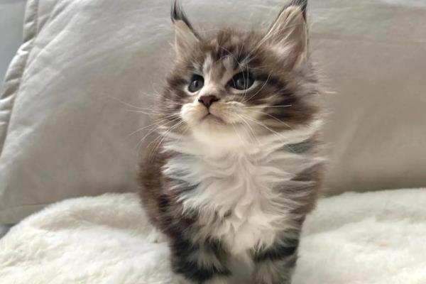 猫越来越瘦了的原因，可能是感染了寄生虫