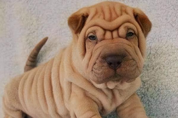 沙皮狗与八哥犬的区别，体重和外形均不同