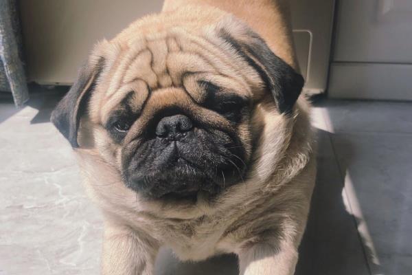 沙皮狗与八哥犬的区别，体重和外形均不同