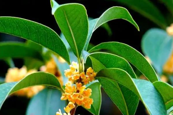 桂花叶子硬的原因,可能是水分不足所致