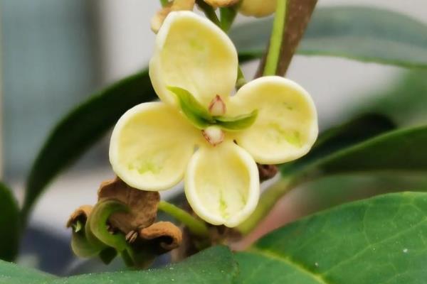 天香台阁桂花有哪些优缺点，花可开全年