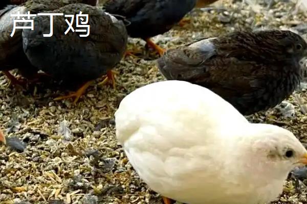 芦丁鸡与鹌鹑的区别,体型和羽色均不同